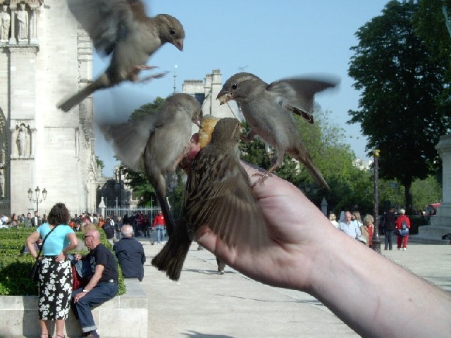 Puzzle 100 pièces- oiseaux