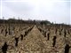 Sancerre-Les vignes