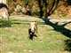 Cochon