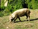 Cochon