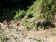 Cochons