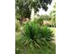 Yucca