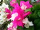 Bougainvilliers